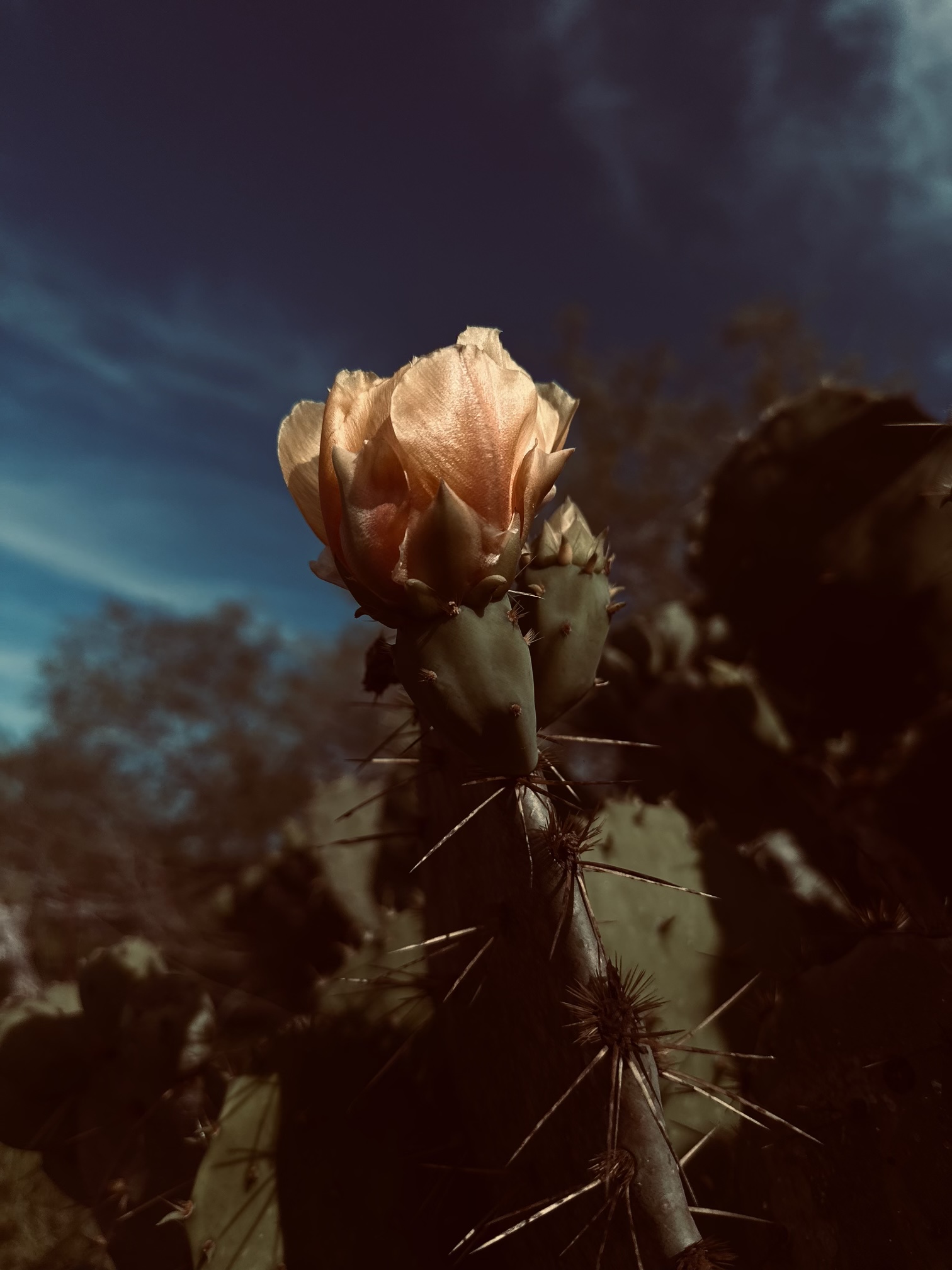Peach prickly pear bloom against a dark blue sky